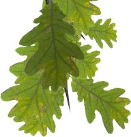 Oak Leaf