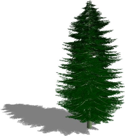 Caucasian Fir