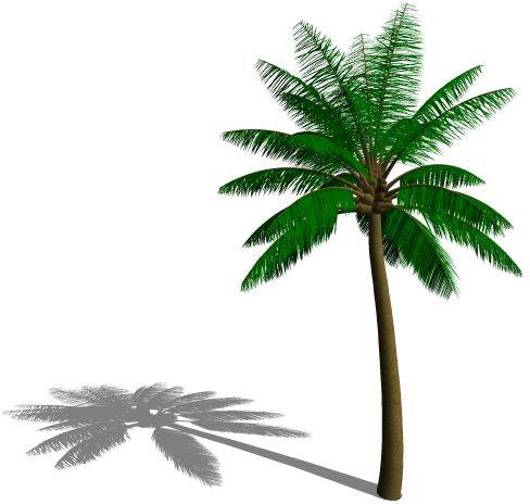 Coconut Palm