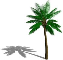 Coconut Palm