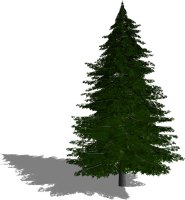 Norway Spruce