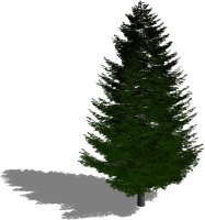 Silver Fir